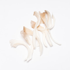 Oyster mushrooms (Pleurotus ostreatus)  on white background