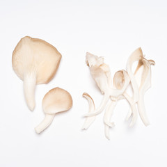 Oyster mushrooms (Pleurotus ostreatus)  on white background