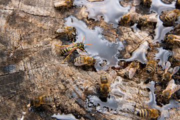 Bees and wasp swarming on honey drops on vintage wooden background..