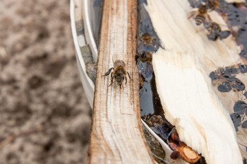 Bees drinking water in the summer..