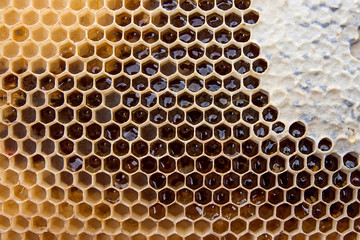Close up view of honeycomb with honey as background..