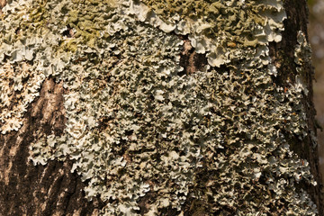 Moss On A Tree Trunk