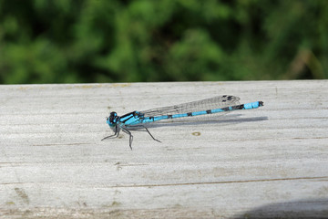 Common blue damselfly resting on a wooden fence