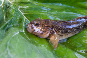 Close up view of freshwater bullhead fish or round goby fish just taken from the water on big green leaf..