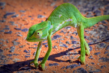 Chameleon crossing the road in northern Namibia