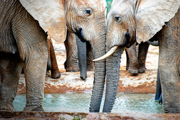 African elephants showing affection in Addo, South Africa © Robin Weeks