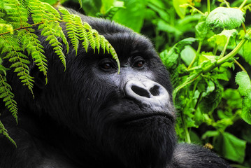 Silverback mountain gorilla in Rwanda