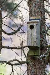 Bird house in a nature reserve in scotland glencoe hang on a tree