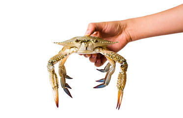 Hand holding a crab isolated