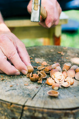 Man cracking hazelnuts on a wooden log