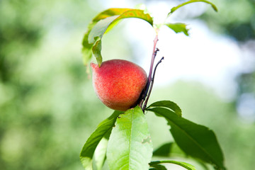 Ripe juicy peaches on a tree branch on sunny summer day.