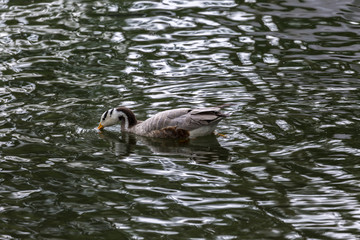 Bird in water
