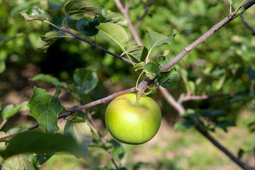 Shiny delicious apples hanging from tree branch in an apple orchard..