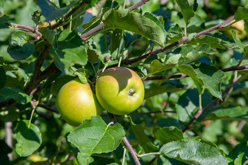 Shiny delicious apples hanging from tree branch in an apple orchard..