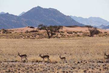 antelope in the savanna in africa