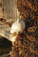 Pigeon perched and resting on a palm tree trunk