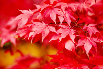 Autumn beech leaves decorate a beautiful nature bokeh background