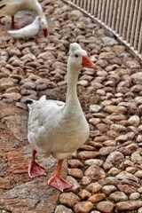 Beautiful white duck in the municipal park of Elche