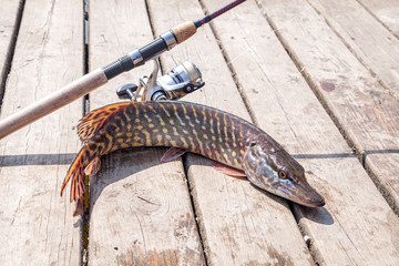 Trophy fishing. Big freshwater pike and fishing equipment lies on wooden background..