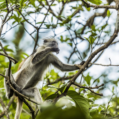 The Red Colobus Monkey is only found on the island of Zanzibar, off the coast of Tanzania, in the...