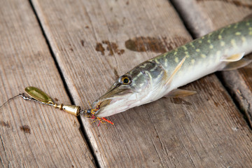 Close up view of big freshwater pike with fishing bait in mouth lies on vintage wooden background..
