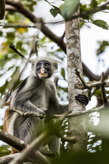 The Red Colobus Monkey is only found on the island of Zanzibar, off the coast of Tanzania, in the Jozani Forest. So many people visit this forest that the monkeys generally just ignore you .