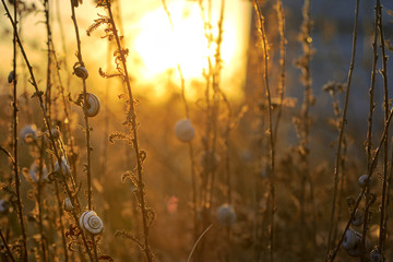 Sunset with small snail shell