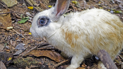wild  White rabbit, Thailand 