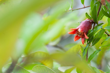 Pomegranate Flower