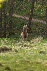Wildlife Deer in the woods with green grass sorounding