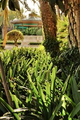 Beautiful and leafy municipal park in Elche between palm trees