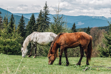 Horses in mountain pasture. Carpathians, Chernohora, Ukraine