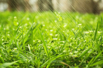 Fresh green grass outdoors