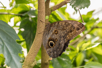 tropisches pfauenauge