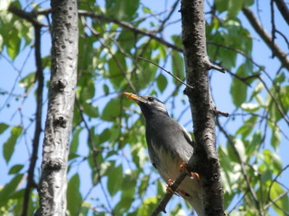 何かをくわえているムクドリ(宮城県)
