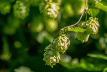 Hop. The plant is close-up. Photos outdoors