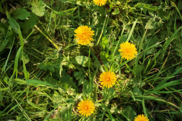 Obraz premium Beautiful yellow dandelions on spring day