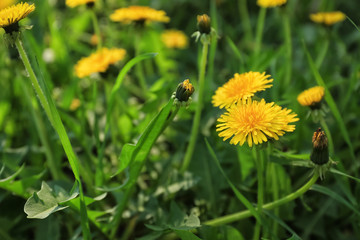 Beautiful yellow dandelions on spring day