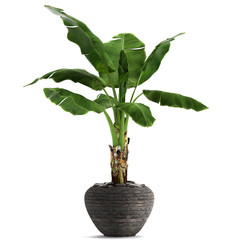 Banana palm, Ravenala palm in a pot