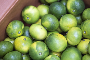 fresh green citrus fruit