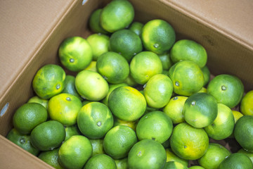 fresh green citrus fruit