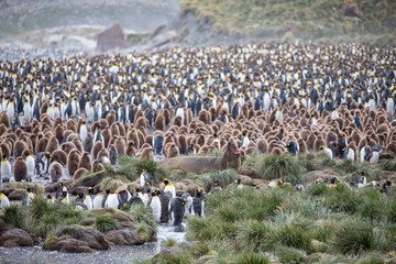 penguin in the arctic