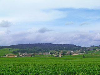 Vineyard in Burgundy, France