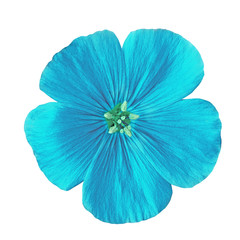 flower cyan flax isolated on white background. Flower bud close up. Nature.