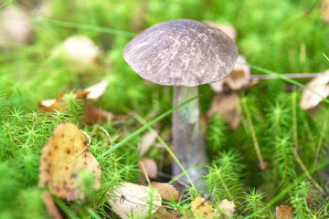 Beautiful mushroom on a background of moss and grass in an autumn forest