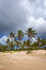 Fototapeta na wymiar Palm trees on Anakena beach, easter island