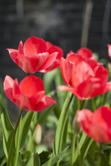 Rote Tulpen