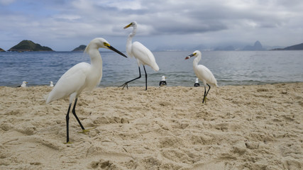 Animal behavior. Competition for eat, of the gulls Larus dominicanus and egrets Ardea occur beach of Itaipu, in Niterói, Rio de Janeiro, Brazil.