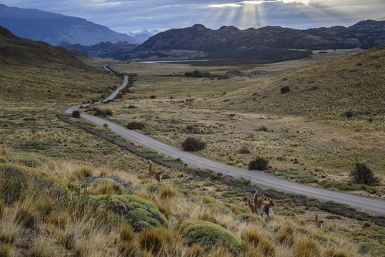 Guanacos in Chacabuco Valley at sunset,  Chile