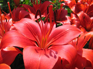 beautiful red lily